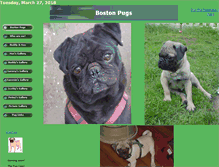 Tablet Screenshot of bostonpugs.com
